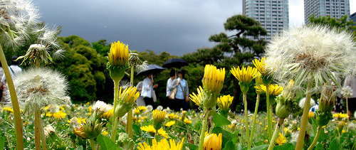 Dandelions by Ken@Yokohama Dandelions by Ken@Yokohama